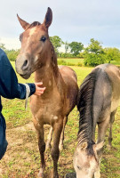 Vente de cheval : OLYMPIK DE NABOULY
